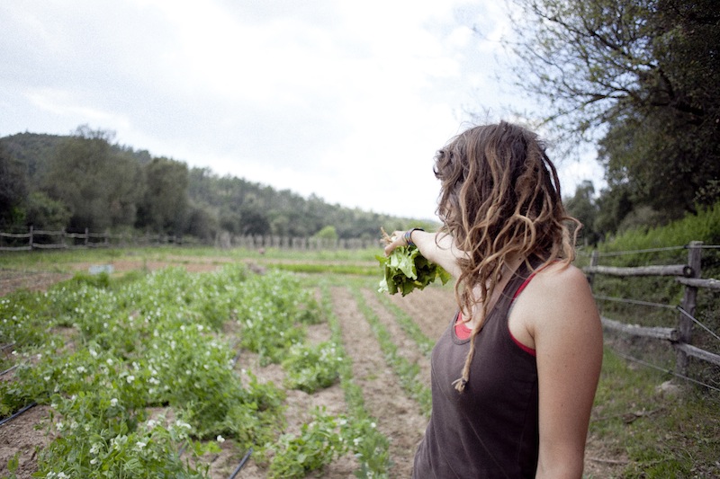 Cistella de verdura i fruita ecològica Empordà i Girona